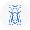 Consett Wasp Nest Removal